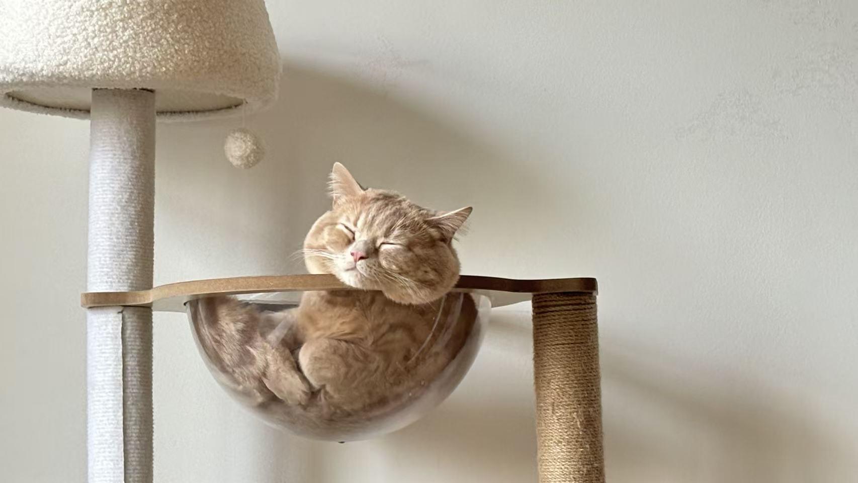 A cat resting contentedly in a transparent hammock bed on a cat tree
